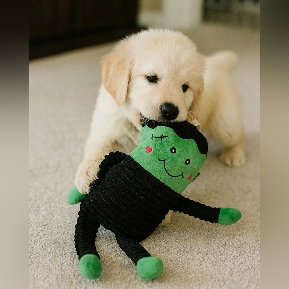 Halloween Frankenstein Plush Squeaky Toy Dog